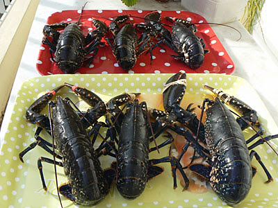 homards.jpg