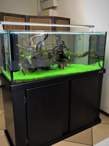 水槽設置例 栃木 宇都宮 アクアリウムショップ おさかなや メダカ 水草 熱帯魚 海水魚 サンゴ 淡水魚 エビ 水槽メンテナンス 水槽設置 メダカ掬い 生体引取り 生体買取 機材引取り 機材買取