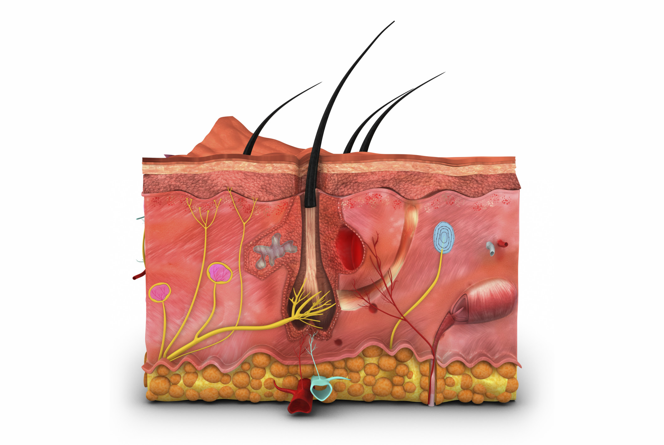 How to Build a 3D Cross-Section Model of the Skin
