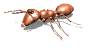 Great Blue Marble has animated ants. Ants are of the order Hymenoptera. 