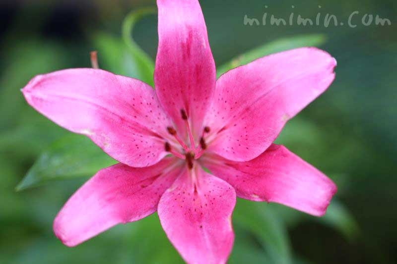 ユリ 百合 の花の写真 花言葉 名前の由来 みみみんブログ