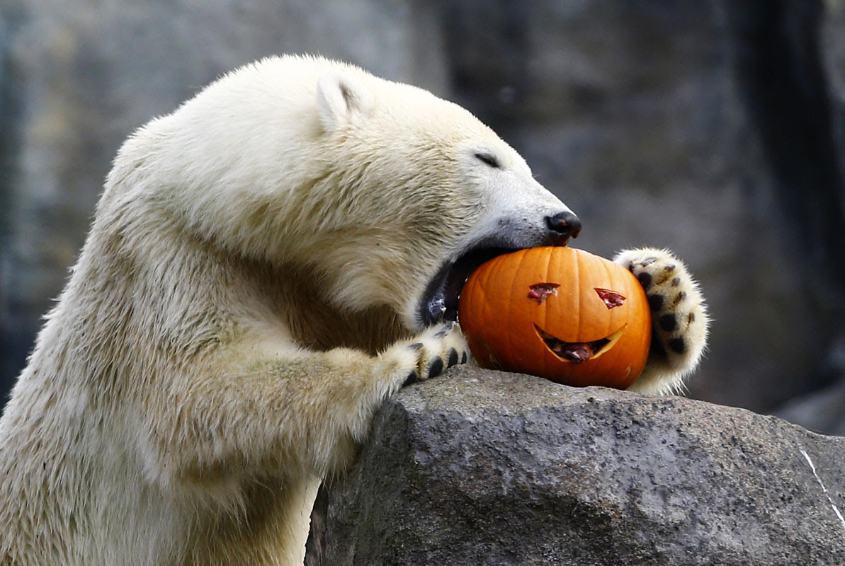 A polar bear eats pumpkin during Halloween celebration in