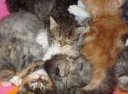 37+ Top Hypoallergenic Cats, Gaya Terbaru!