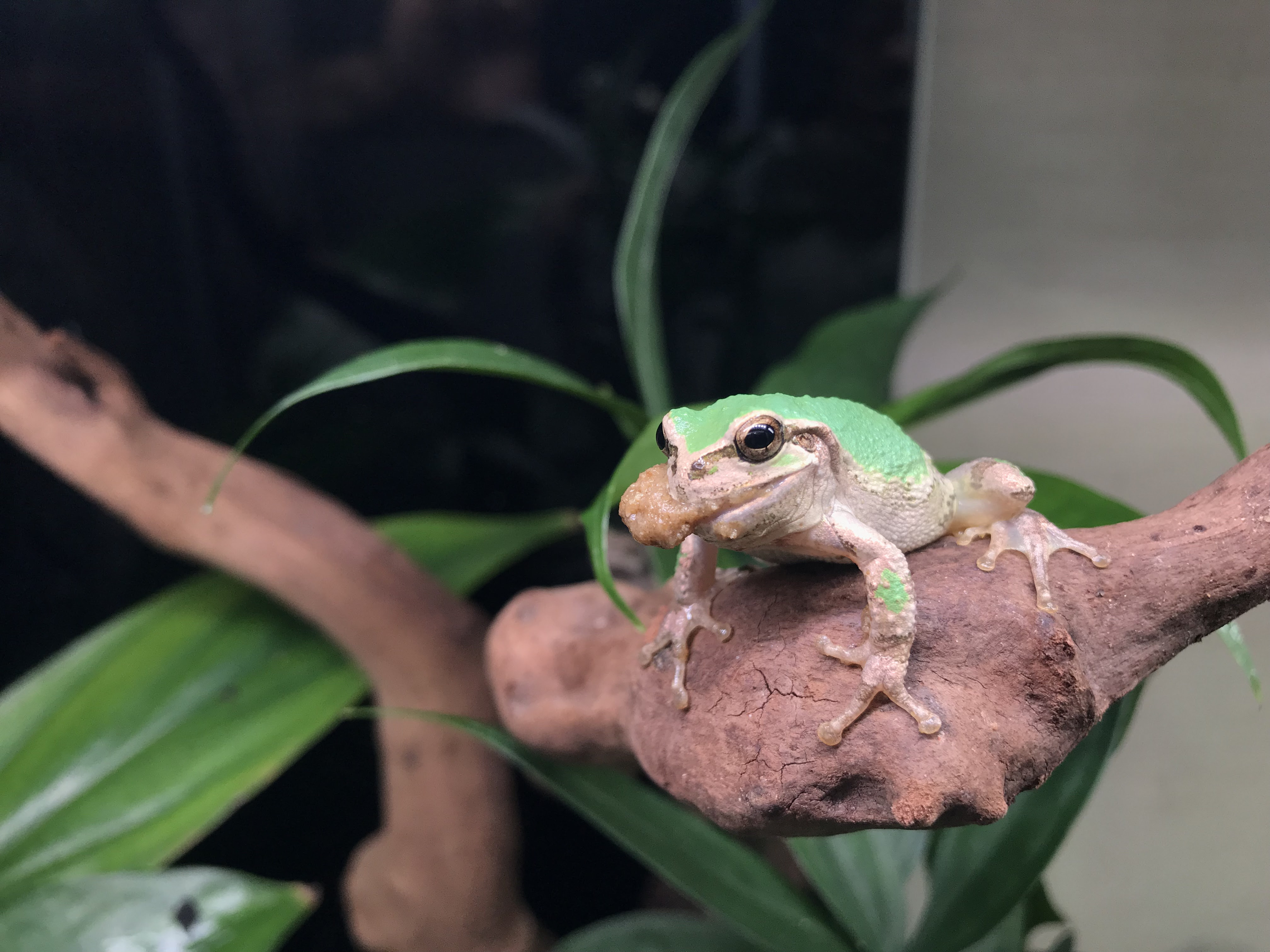 ニホンアマガエルのエサについて Maco Frog Design