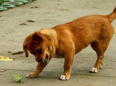 겁을 상실한 패기돋는 동물들 : 네이트판