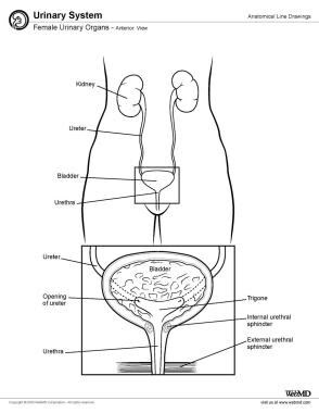 Female Urinary Organ Anatomy: Overview, Gross Anatomy ...