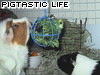 Pigtastic Life