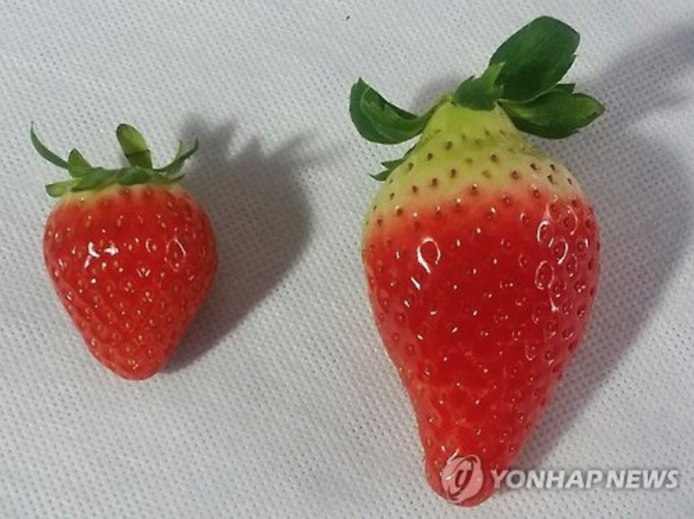 Korean Farmers Grow Giant Strawberries Be Korea Savvy