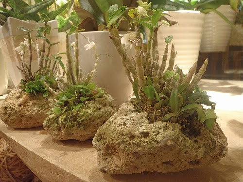 ゴトウフローリスト オフィシャルブログ セッコク