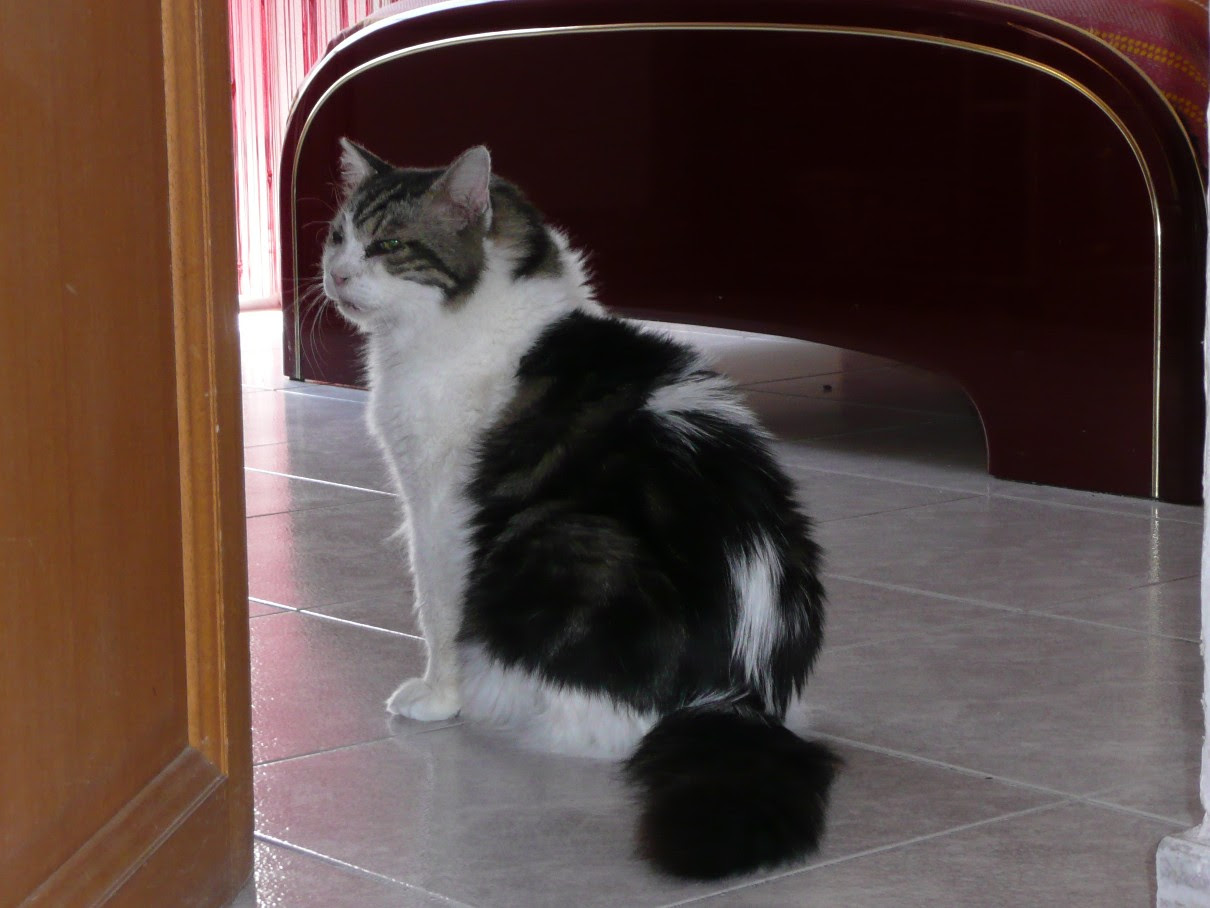 Ramses Le Chat De Feu Vert Et Reponses Aux Devinettes Le Blog D Eowin Et De Colibri