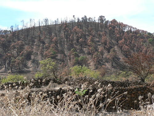 Waldbrand_1
