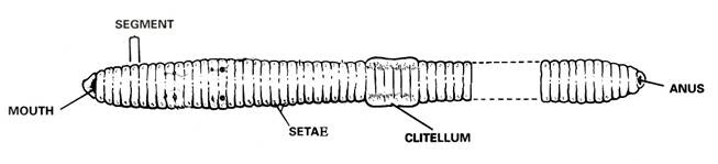 Earthworm Anatomy And Dissection Guide Biology Junction