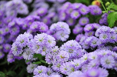 ポットマムの花後の手入れ