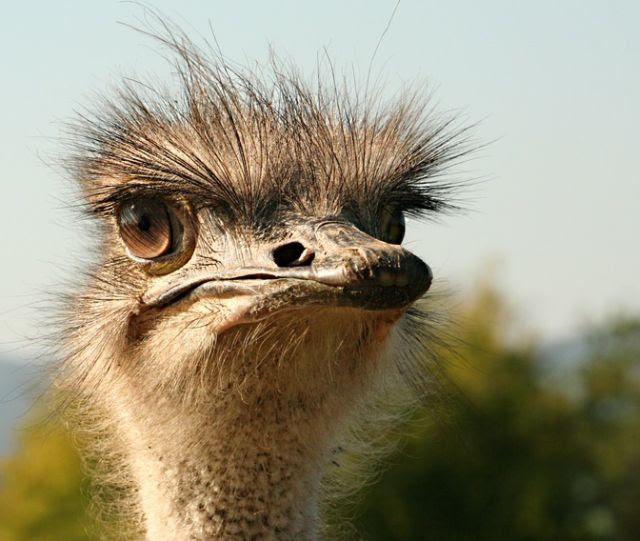 Ostrich