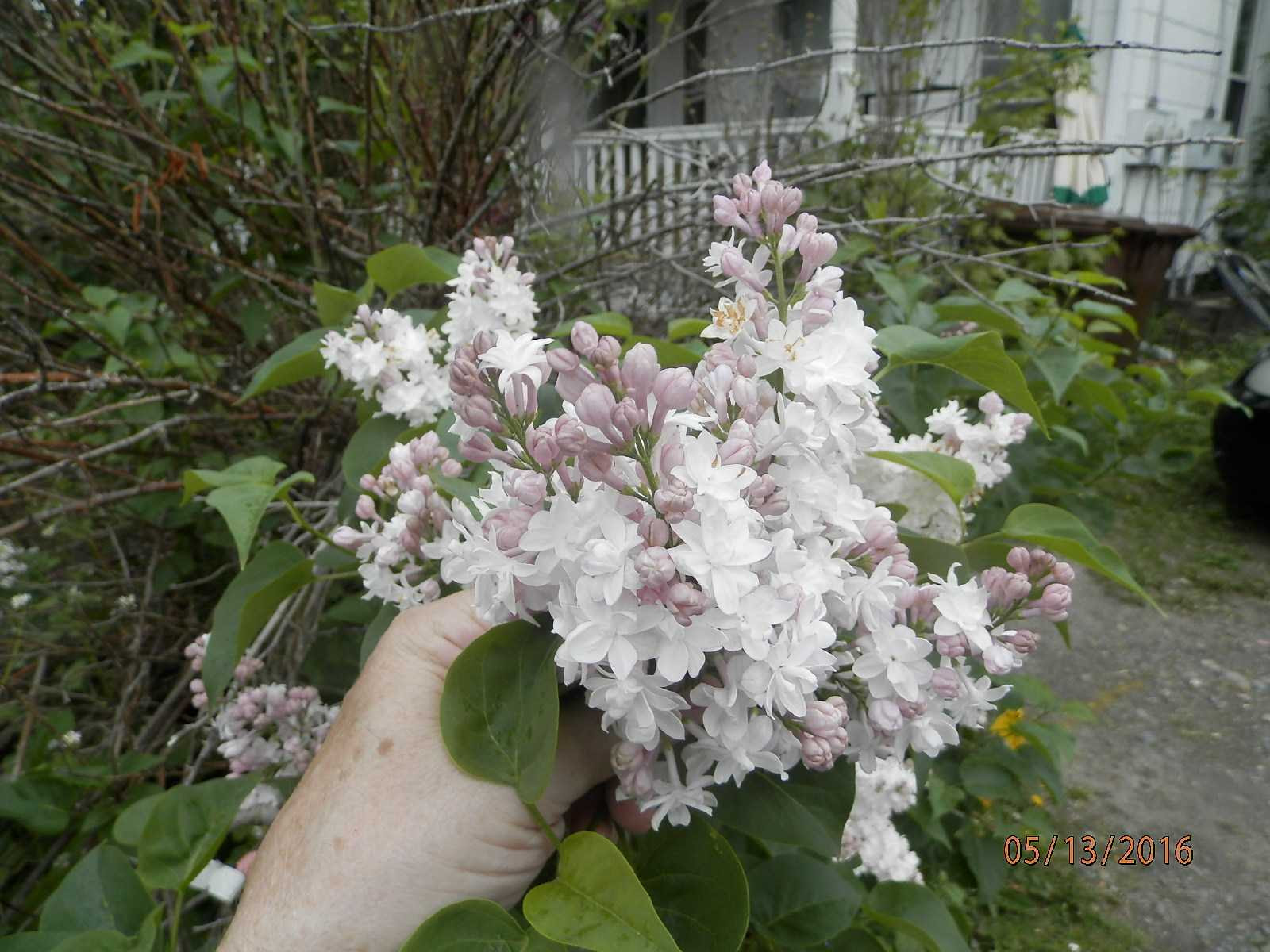 Crop 084 Krasavitsa Moskvy Lilac