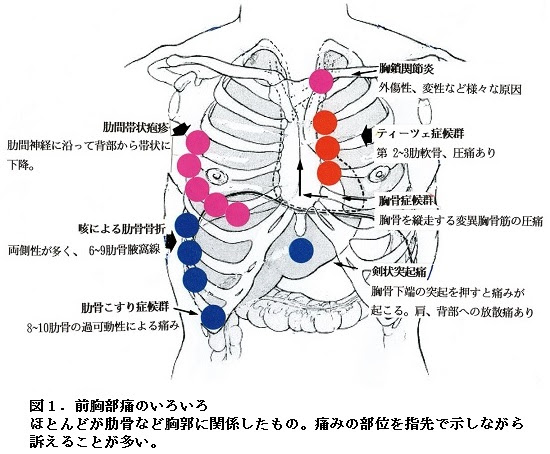 耳寄りな心臓の話 第56話 多感地帯の心臓前胸部 はあと文庫 心日本心臓財団刊行物 公益財団法人 日本心臓財団