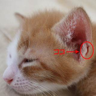 終わった 荒らす 論争の的 子猫 耳垢 Kjc08 Jp