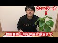 200以上 観葉植物 根腐れ防止剤 868689-ハイドロカルチャー 観葉植物 根腐れ防止剤