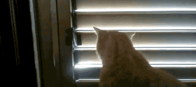 Gif Petit Chat Photos De Chats