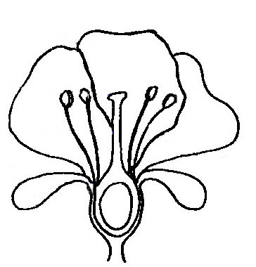 Label The Parts Of The Flower - ClipArt Best