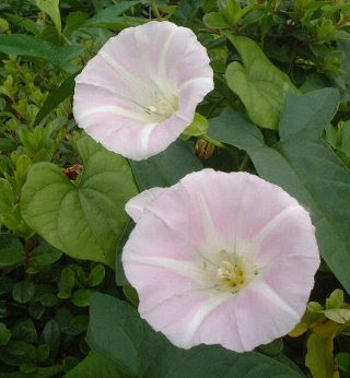信頼 絆の花言葉１０種類 花言葉事典