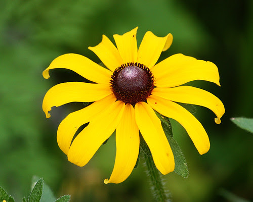 Blackeyed susan