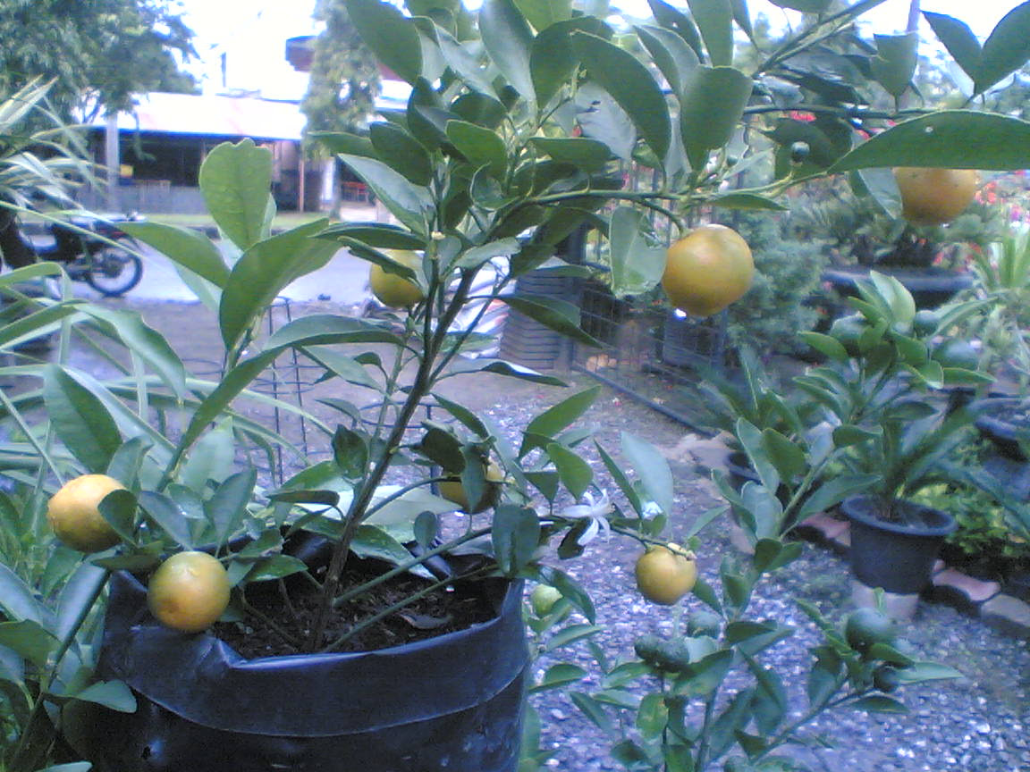 Tanaman Hias Nitamanjaa s Blog Tanaman Hias Nitamanjaa s Blog