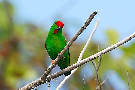 Image result for Great Hanging Parakeet