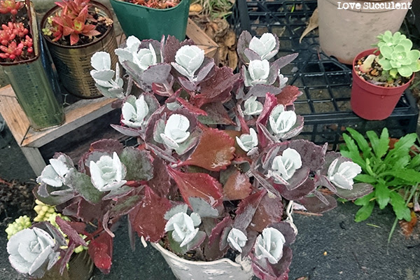 雨ざらし多肉は裏切らない Love Succulent