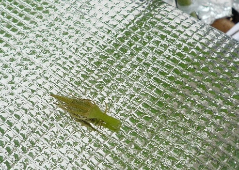 時々娘っこ 稀に息っこ と 水耕栽培 オクラ落蕾 P