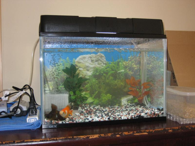 金魚キター ダモとおかしな日常