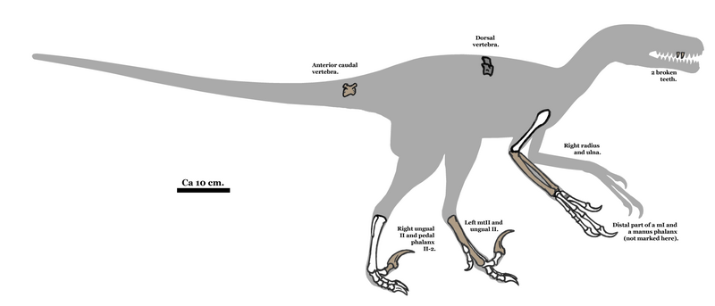 Ficheiro:Pyroraptor fossil 01.png