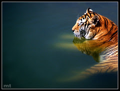 Tigre