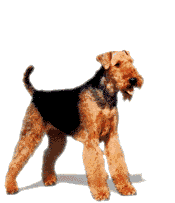 Airedale