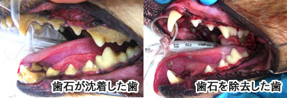 犬の歯周病 砂輝動物病院 福岡市南区向野