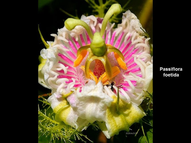 Infotainment @ www.keralites.net Fun & Info @ Keralites.net