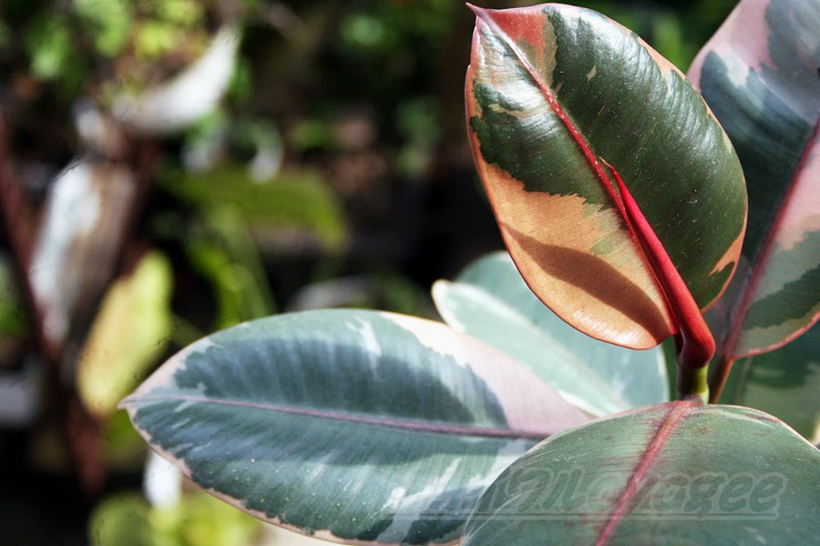 ゴムの木の管理 育て方や増やし方 失敗しないコツをご紹介 Oyageeの植物観察日記