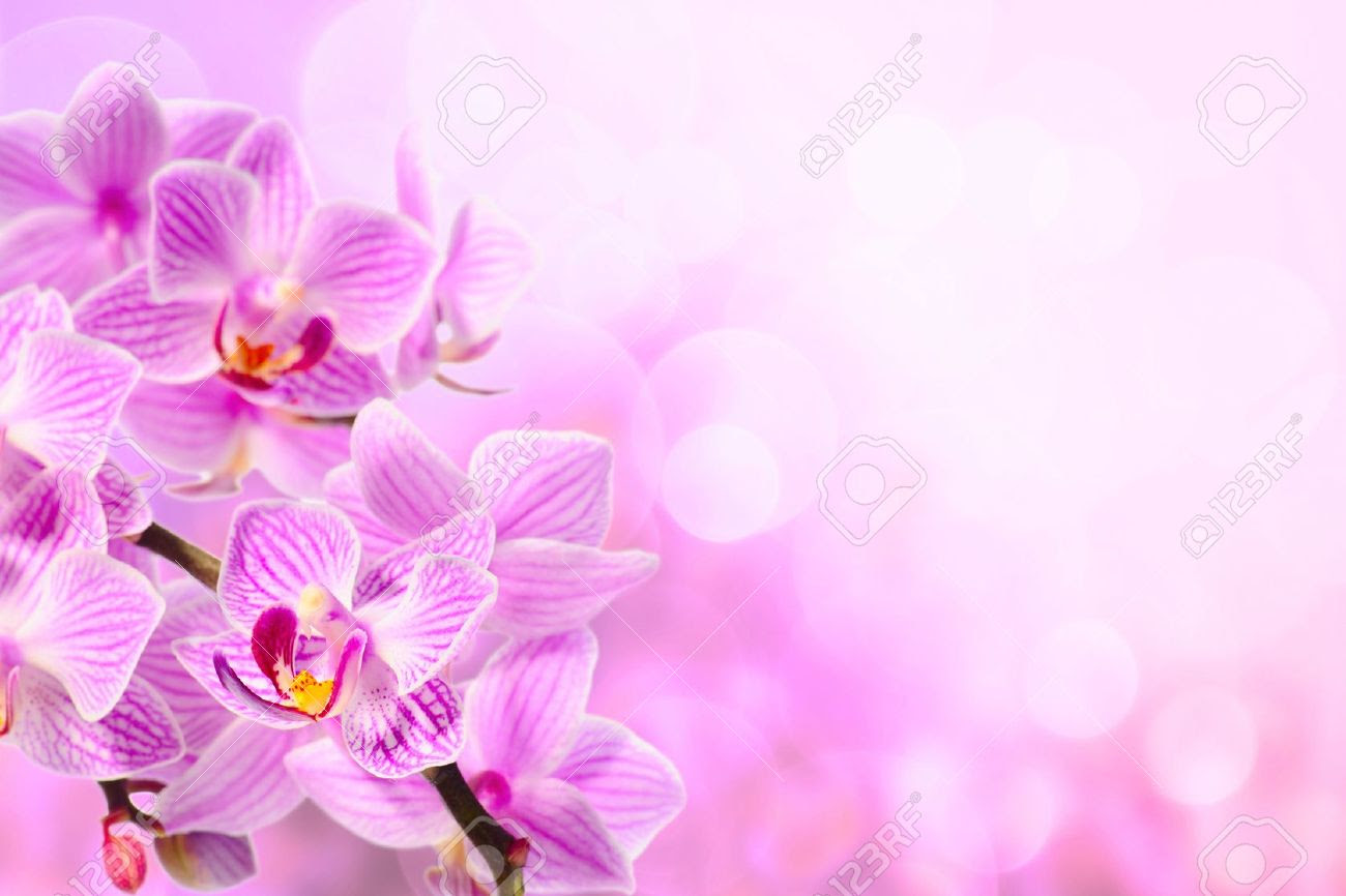 habrumalas Pink Orchid Background Images
