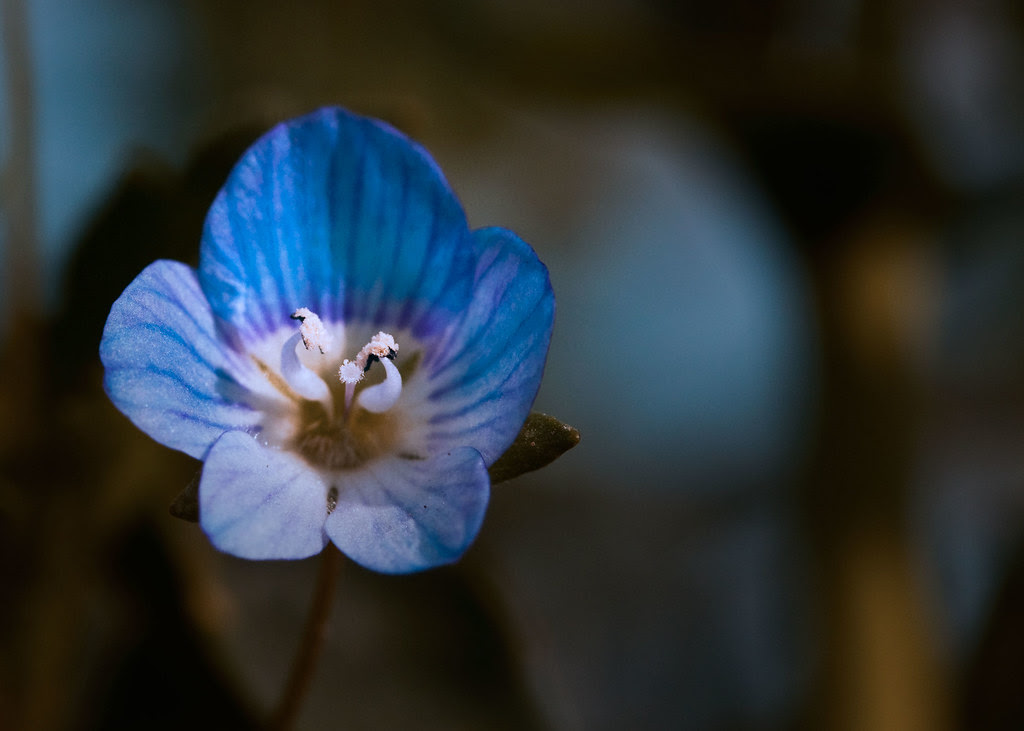 ALOHA FLORIST SACRAMENTO