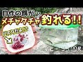 画像 川 釣り 餌 小麦粉 125732-川 釣り 餌 小麦粉