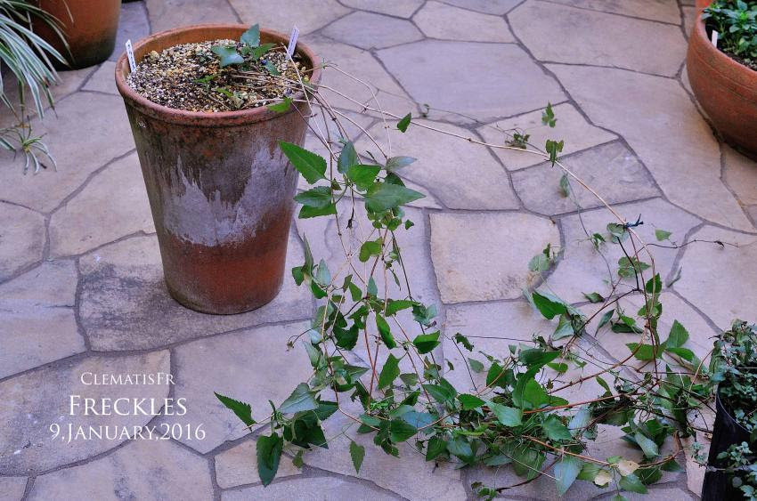 Change My Garden Change My Life クレマチスの誘引