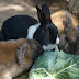 Do Rabbits Eat Collard Leaves In Garden