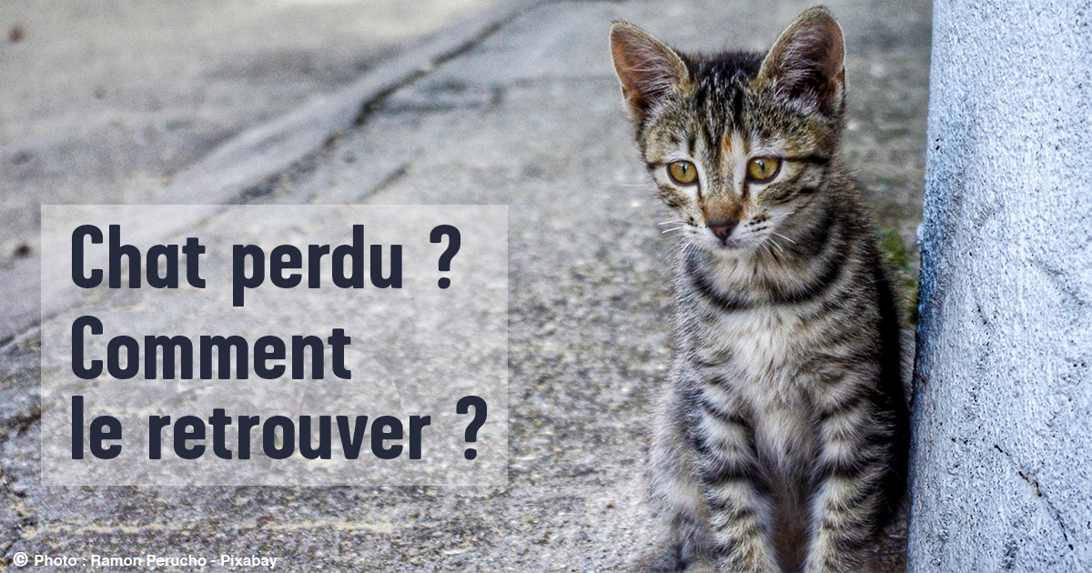 J Ai Perdu Mon Chat Que Faire