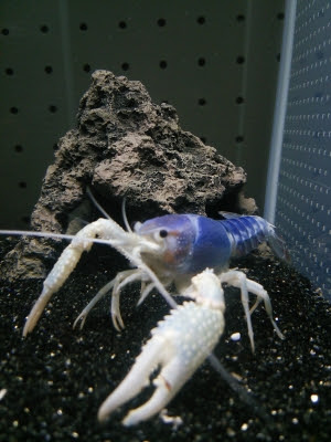 アメリカザリガニ 青ゴースト Kohei Murakami Official Blog