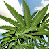Weed Trivia Questions - Are you a big fan of marijuana?