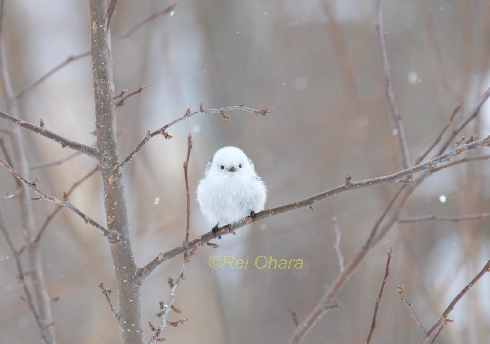 シマエナガちゃんたちからのクリスマスプレゼント 小原玲 動物写真家 のブログ