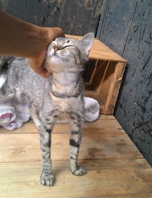 Gatos, cavalos, porcos e galinhas também se encontram no galpão que abriga animais vítimas da tragédia. Descrição: Gatinho rajado jovem e magrinho está de pé recebendo carinho de uma voluntária na cabeça. Ele fecha os olhos e tem uma expressão de satisfação com o afago. Foto: AOPA
