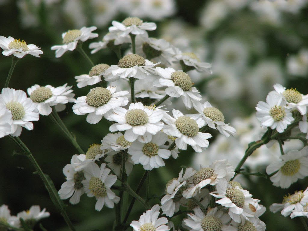 エゾノコギリソウ Achillea Ptarmica Var Macrocephala