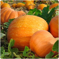 punpkin