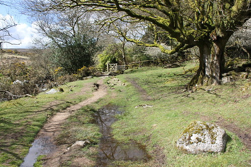 Grey Wethers & Bennett's Cross, Dartmoor 017